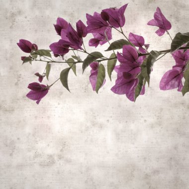 Bougainvillea glabra çiçekleriyle desenli eski kağıt arka plan
