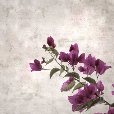 Bougainvillea glabra çiçekleriyle desenli eski kağıt arka plan