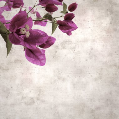 Bougainvillea glabra çiçekleriyle desenli eski kağıt arka plan