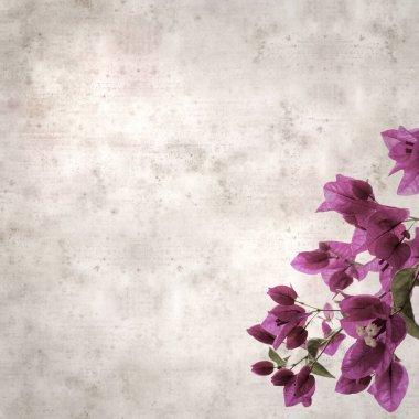 Bougainvillea glabra çiçekleriyle desenli eski kağıt arka plan