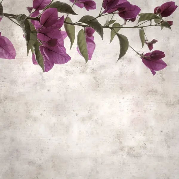 stock image stylish square textured old paper background with flowers of Bougainvillea glabra