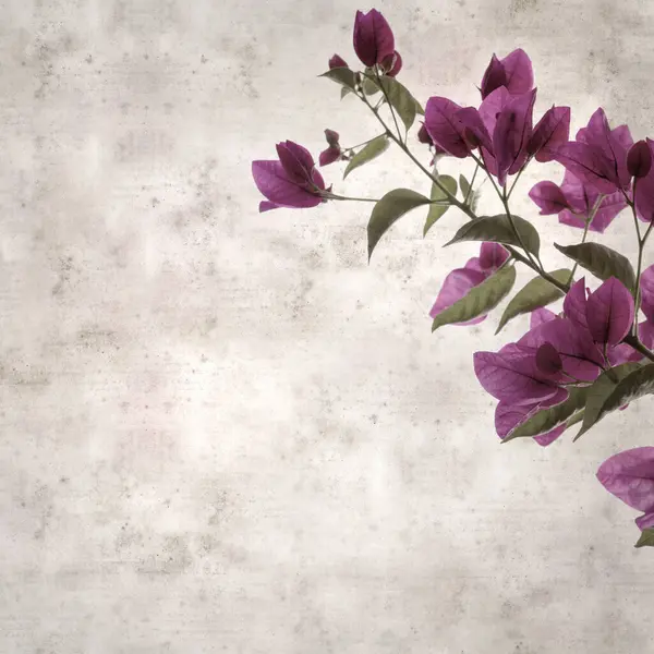 stock image stylish square textured old paper background with flowers of Bougainvillea glabra