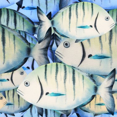 Diplodus Sargus suluboya, sargo, yaygın beyaz deniz kabuğu, tekrarlanabilir birim.