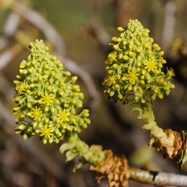 Gran Canaria 'dan Flora - Aeonium arboreum, Kanarya adalarına özgü sulu bitki, doğal makro çiçekli arka plan