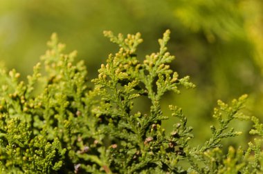 Thuja bitkisinin yaprakları, doğal makro çiçekli arka plan.