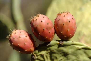 Flora de Gran Canaria - Opuntia maxima bitkisi, Kanarya Adaları, meyve