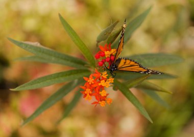 Fauna of Glan Canaria - monarch butterfly, Danaus plexippus clipart