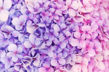 natural macro floral background with Hydrangea macrophylla, French hydrangea clipart