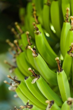 A bunch of short green  banana fruit from Canary Islands ripening clipart