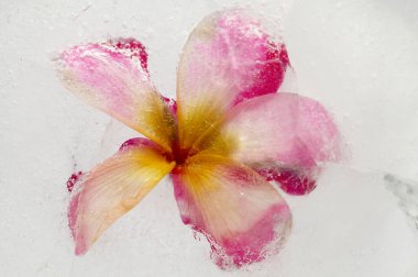 Frangipani çiçeği bir buz bloğu içinde donmuş, hava kabarcığı dokusu 