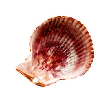 Fauna of Gran Canaria - half of the shell of Talochlamys pusio  isolated on on white background clipart