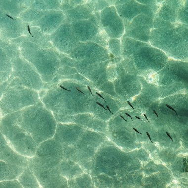 Büyük Kanarya, kumlu denizin dibindeki küçük balıklarla aydınlık kış.
