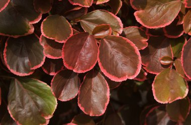 Colorful foliage of Acalypha wilkesiana,  copperleaf plant, natural floral background clipart