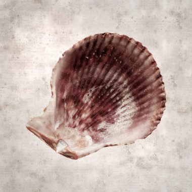 desenli eski kağıt arka plan, kare Talochlamys pusio, fan kuklası