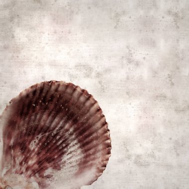 desenli eski kağıt arka plan, kare Talochlamys pusio, fan kuklası