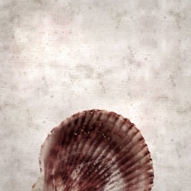 desenli eski kağıt arka plan, kare Talochlamys pusio, fan kuklası