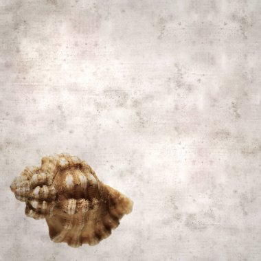 desenli eski kağıt arka plan, küçük kahverengi kabuklu Cabestana Cutacea, Akdeniz kabuklu triton