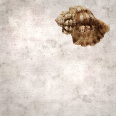 desenli eski kağıt arka plan, küçük kahverengi kabuklu Cabestana Cutacea, Akdeniz kabuklu triton