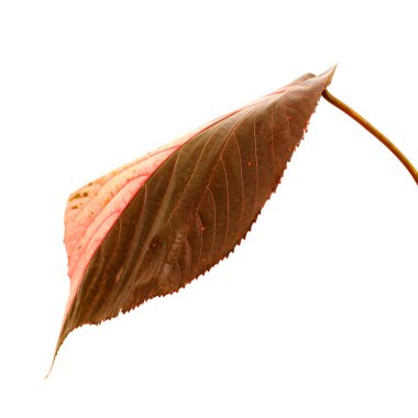 Colorful leaf of Acalypha wilkesiana,  copperleaf plant clipart