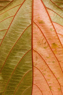 Colorful leaf of Acalypha wilkesiana,  copperleaf plant clipart