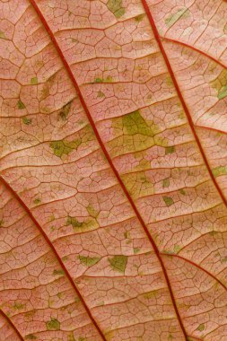 Acalypha Wilkesiana 'nın renkli yaprağı, bakır yapraklı bitki.