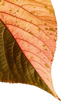 Acalypha Wilkesiana 'nın renkli yaprağı, bakır yapraklı bitki.
