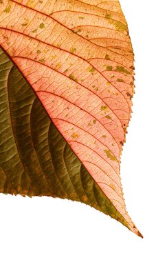 Colorful leaf of Acalypha wilkesiana,  copperleaf plant clipart