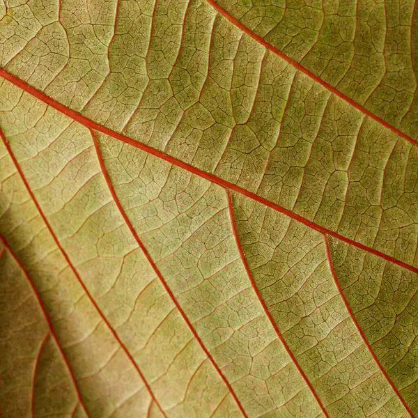 Acalypha Wilkesiana 'nın renkli yaprağı, bakır yapraklı bitki.