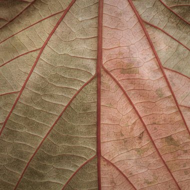 Acalypha Wilkesiana 'nın renkli yapraklı eski kağıt kaplamalı şık kare desenli arka planı, bakır yapraklı bitki.