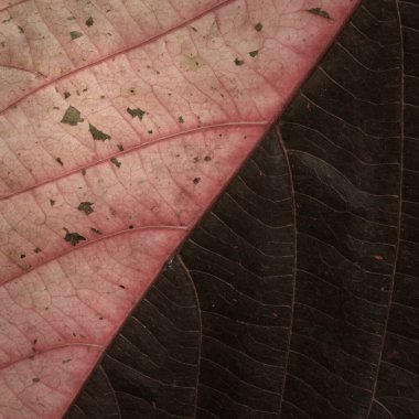 Acalypha Wilkesiana 'nın renkli yapraklı eski kağıt kaplamalı şık kare desenli arka planı, bakır yapraklı bitki.