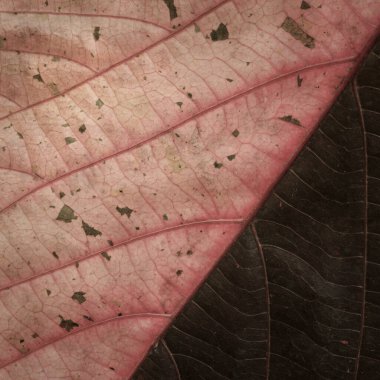 Acalypha Wilkesiana 'nın renkli yapraklı eski kağıt kaplamalı şık kare desenli arka planı, bakır yapraklı bitki.