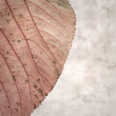 Acalypha Wilkesiana 'nın renkli yapraklı eski kağıt kaplamalı şık kare desenli arka planı, bakır yapraklı bitki.