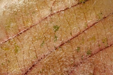 Bir buz bloğu içinde donmuş bakır yaprağı fabrikası, hava kabarcığı dokusu 