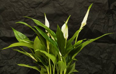 small Spathiphyllum plant, commonly called peace Lily  clipart