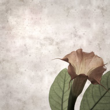 kumaşlı eski kağıt arka plan, kare, Brugmansiya 'nın büyük ağır çiçekleri, melek trompeti