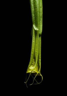 Brugmansia 'nın büyük ağır çiçekleri, Angel trompeti