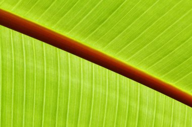 Green wild banana, Ensete ventricosum, leaf with red central vein natural macro floral background clipart