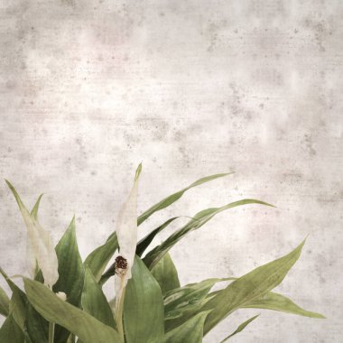 desenli eski kağıt arka plan, kare, Spatthiphyllum ile, barış zambağı
