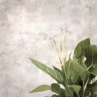 textured stylish old paper background, square, with Spathiphyllum, peace lily clipart