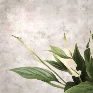 textured stylish old paper background, square, with Spathiphyllum, peace lily clipart