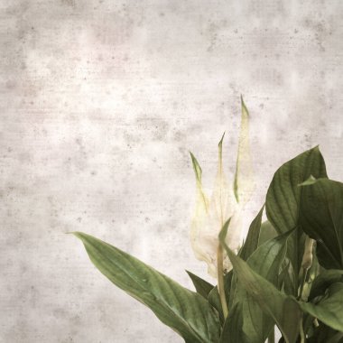 textured stylish old paper background, square, with Spathiphyllum, peace lily clipart