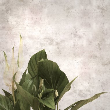desenli eski kağıt arka plan, kare, Spatthiphyllum ile, barış zambağı