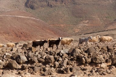 Büyük Kanarya tarımı - büyük bir keçi ve koyun grubu Galdar ve Agaete belediyeleri arasında kuru bir arazide ilerliyor.