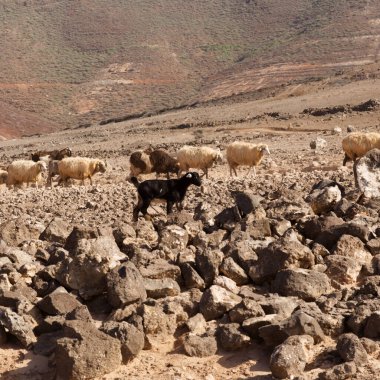 Büyük Kanarya tarımı - büyük bir keçi ve koyun grubu Galdar ve Agaete belediyeleri arasında kuru bir arazide ilerliyor.