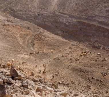 Büyük Kanarya tarımı - büyük bir keçi ve koyun grubu Galdar ve Agaete belediyeleri arasında kuru bir arazide ilerliyor.