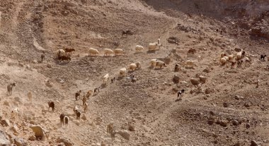 Büyük Kanarya tarımı - büyük bir keçi ve koyun grubu Galdar ve Agaete belediyeleri arasında kuru bir arazide ilerliyor.