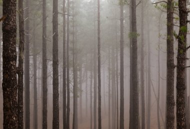 Gran Canaria 'lı Flora - Pinus kanarya, ateşe dayanıklı kanarya çamı, ince ağaçlarla kaplı dağ yamacı, sis