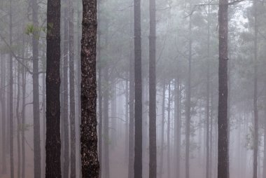 Gran Canaria 'lı Flora - Pinus kanarya, ateşe dayanıklı kanarya çamı, ince ağaçlarla kaplı dağ yamacı, sis