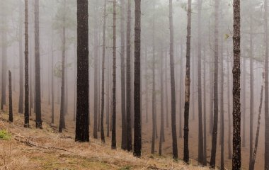 Flora of Gran Canaria -  Pinus canariensis, fire-resistant Canary pine, mountain slope covered with slender trees, mist clipart