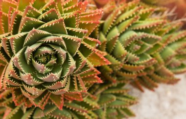 Aloe brevifolia, the short-leaved aloe, natural macro floral background clipart